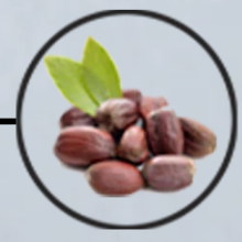 Jojoba seeds and leaves